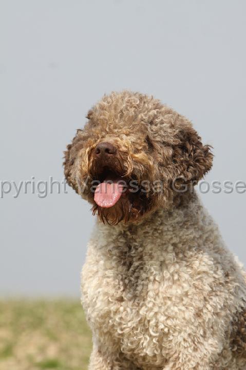 LAGOTTO 130.jpg